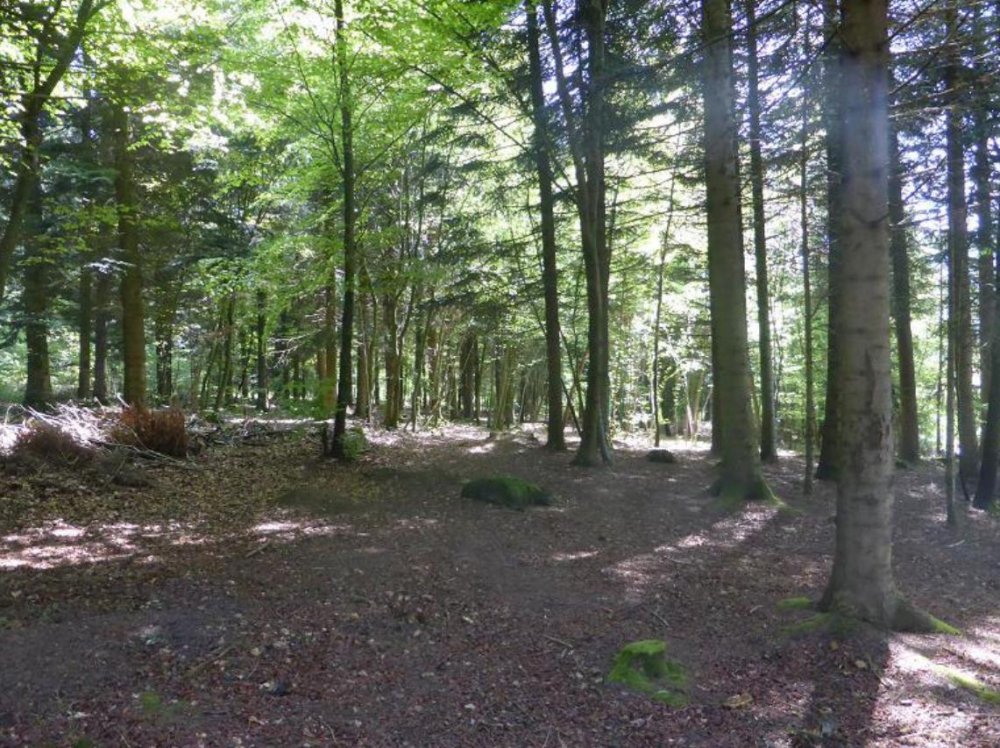 Plantation résineuse à Fourbanne Fourbanne